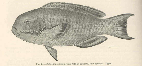 Image of Blunt-head Parrotfish