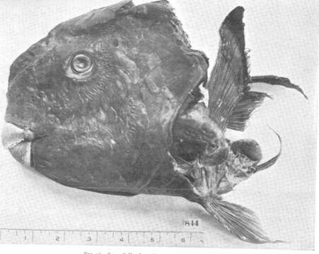 Image of Blunt-head Parrotfish