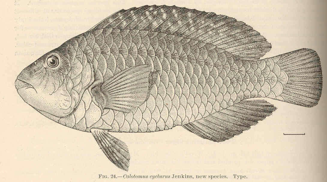 Imagem de Calotomus japonicus (Valenciennes 1840)
