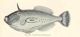 Image of Vertebrata