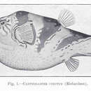 Слика од Canthigaster coronata (Vaillant & Sauvage 1875)