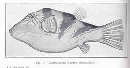 Слика од Canthigaster coronata (Vaillant & Sauvage 1875)