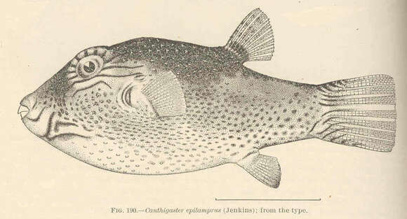 Image of Tetraodontidae