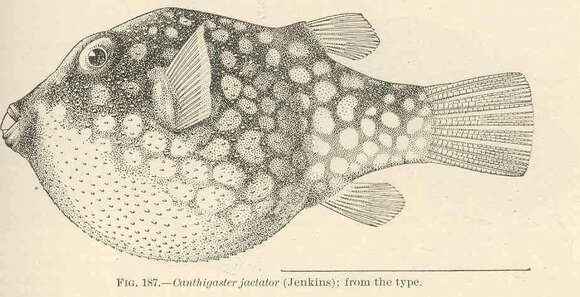 Слика од Canthigaster jactator (Jenkins 1901)