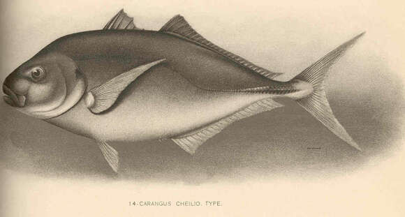 Image of Pseudocaranx