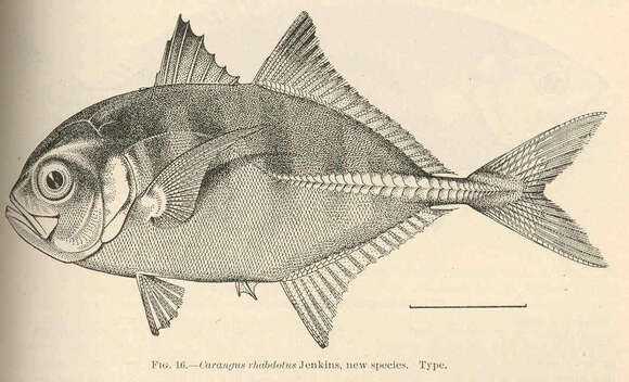 Image of Bigeye jacks