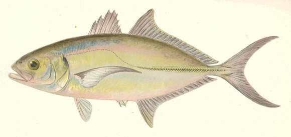 Image of Bigeye jacks