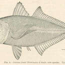 Image of Oxeye scad
