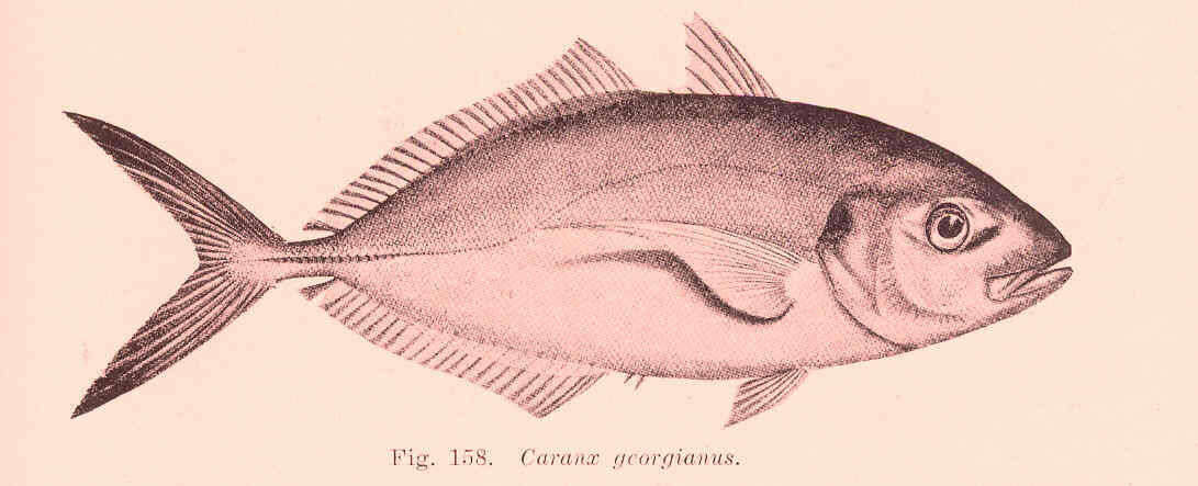 Image of Pseudocaranx
