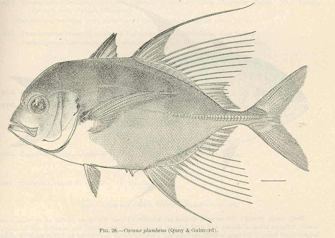 Image of Bumpnose trevally