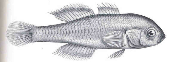 Image of Hypseleotris