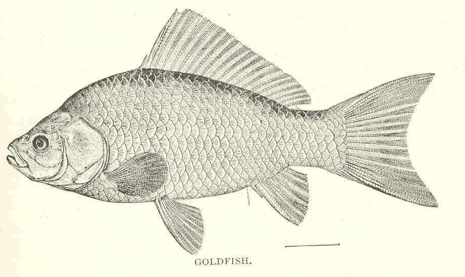 Image of Carassius