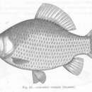 Image of Gibel carp