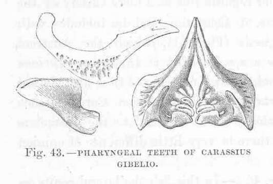 Image of Carassius