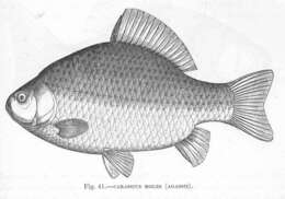 Image of Carassius