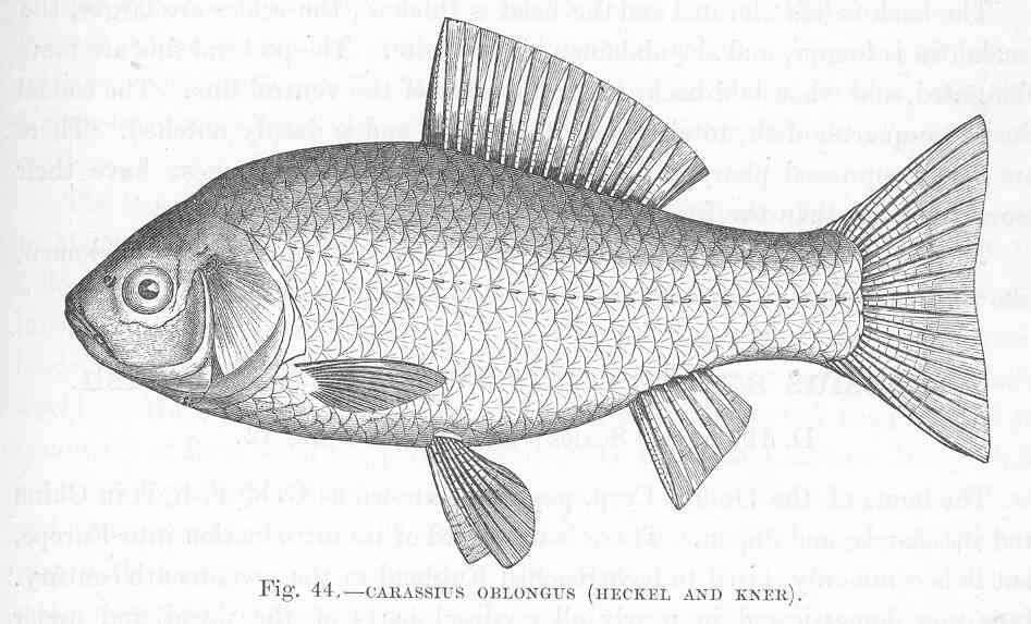 Image of Carassius