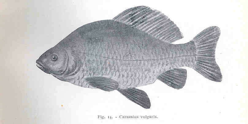 Plancia ëd Carassius