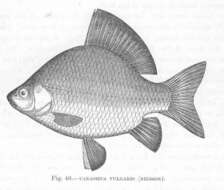 Image of Carassius