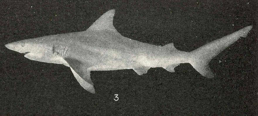 Image of Carcharhinus