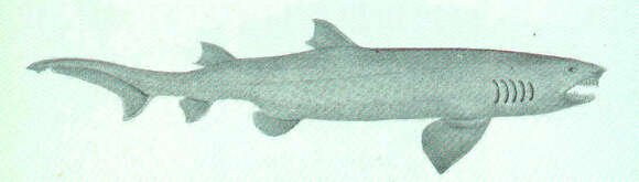 Image of Carcharias