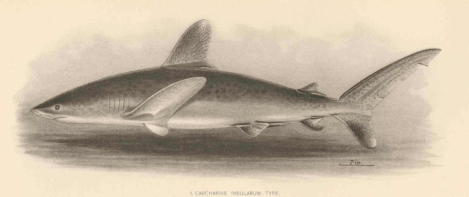 Image of "sharks, skates and rays"