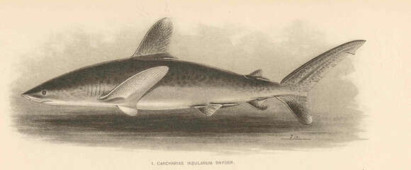 Слика од Carcharhinus