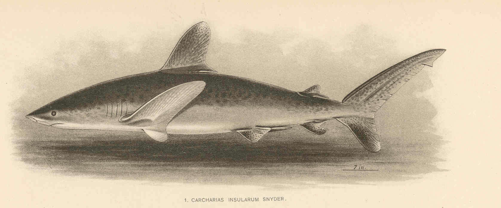 Imagem de Carcharhinus