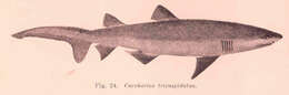 Image of mackerel sharks