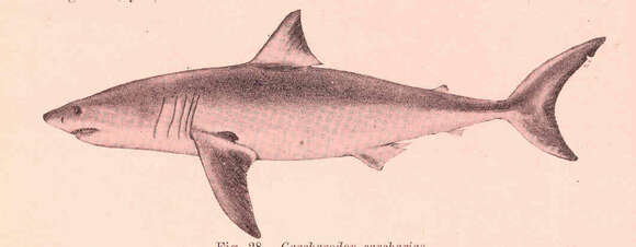 Image of Carcharodon