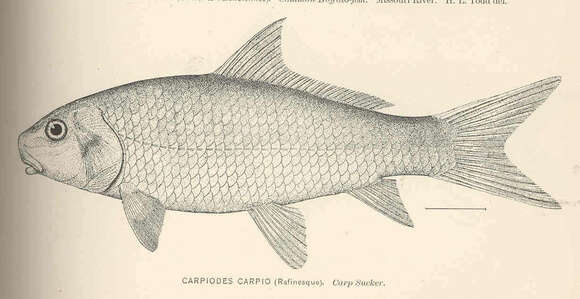 Слика од Carpiodes