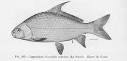 Image of Carpiodes