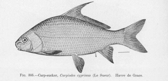 Image of Carpiodes