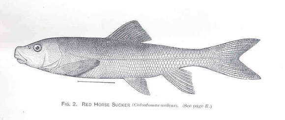 Plancia ëd Catostomus ardens Jordan & Gilbert 1881