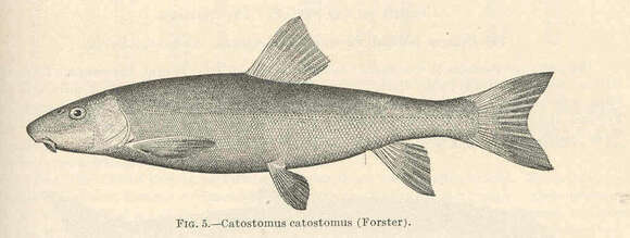 Plancia ëd Catostomus