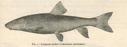 Image of Catostomus