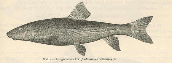 Image de Catostomus