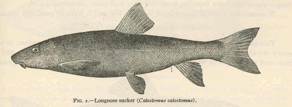 Plancia ëd Catostomus