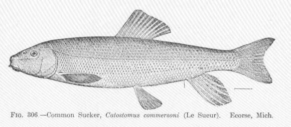 Image of Catostomus