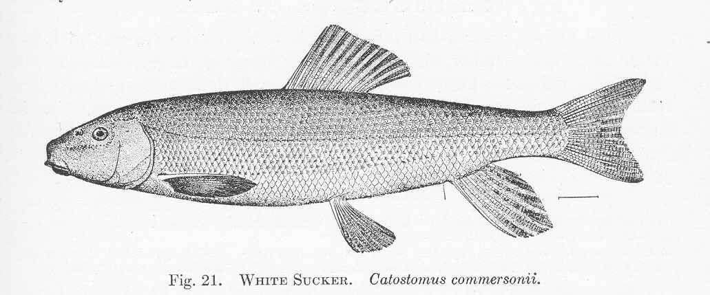 Image of Catostomus