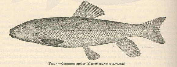 Plancia ëd Catostomus