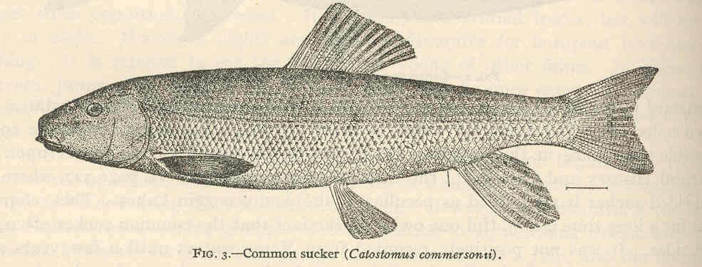 Image of Catostomus