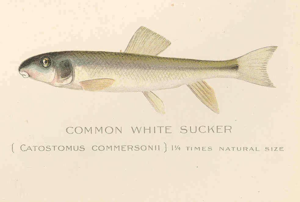 Image of Catostomus