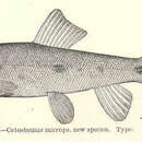 Image de Catostomus microps Rutter 1908