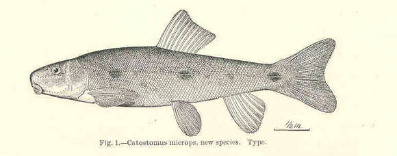 Image de Catostomus microps Rutter 1908