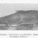 Sivun Catostomus occidentalis Ayres 1854 kuva