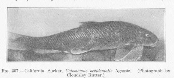 Image of Catostomus