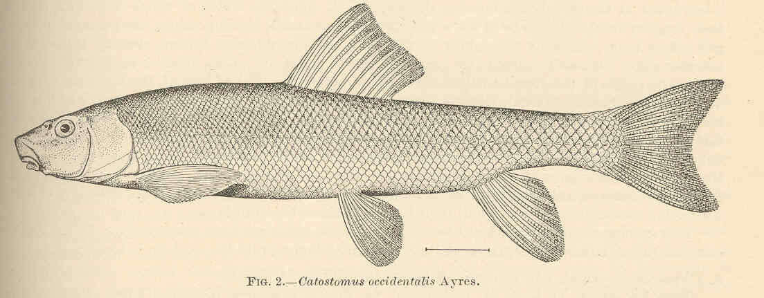 Plancia ëd Catostomus