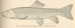 Plancia ëd Catostomus tsiltcoosensis Evermann & Meek 1898