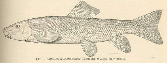 Image de Catostomus tsiltcoosensis Evermann & Meek 1898