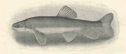 Plancia ëd Catostomus warnerensis Snyder 1908